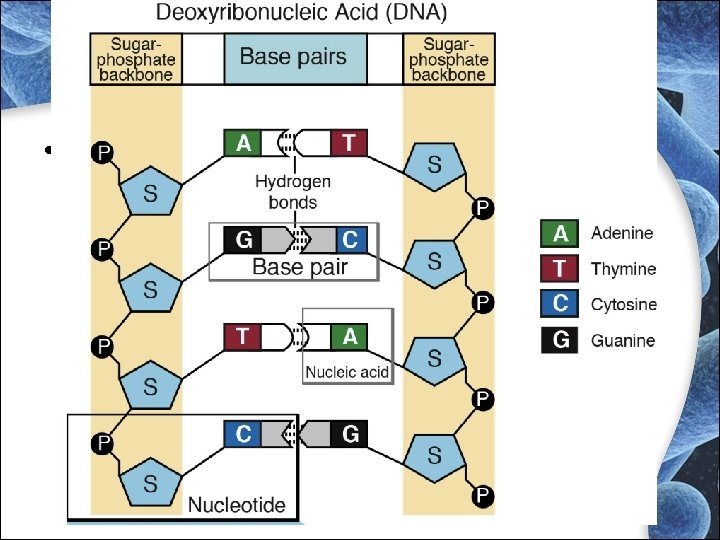 REMINDER • Nucleotide REMINDER • Nucleotide