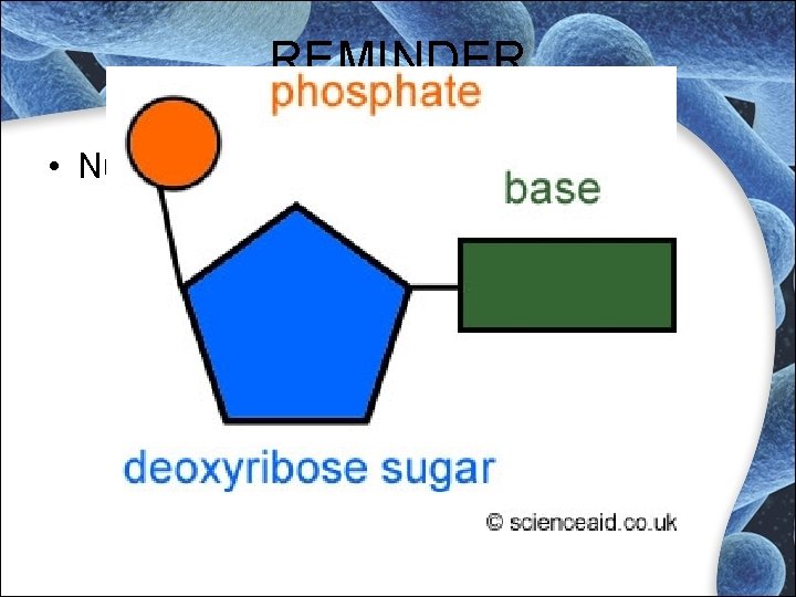 REMINDER • Nucleotide REMINDER • Nucleotide