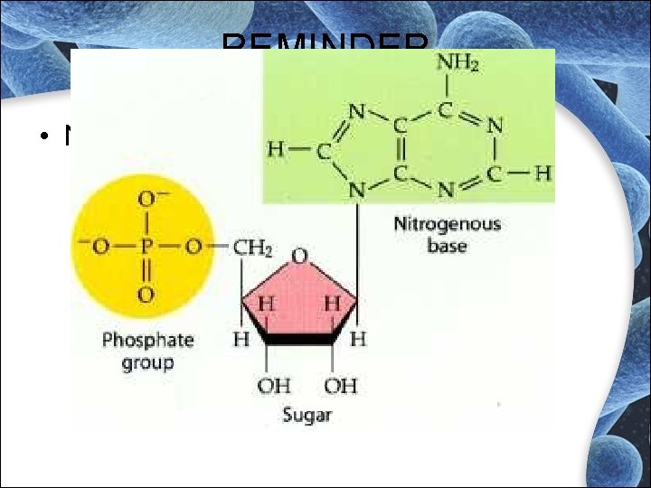 REMINDER • Nucleotide REMINDER • Nucleotide