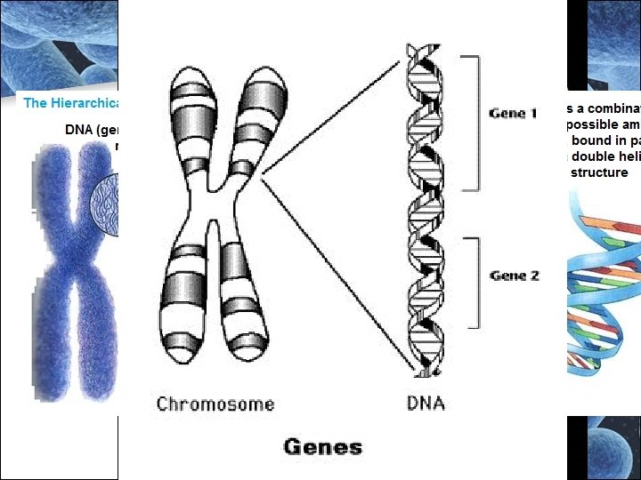http: //ghr. nlm. nih. gov/chro mosomes http: //ghr. nlm. nih. gov/chro mosomes