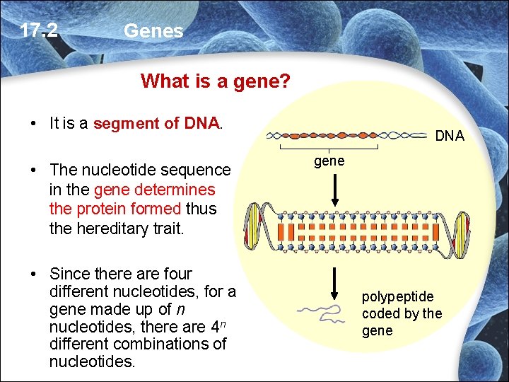 17. 2 Genes What is a gene? • It is a segment of DNA. 17. 2 Genes What is a gene? • It is a segment of DNA.