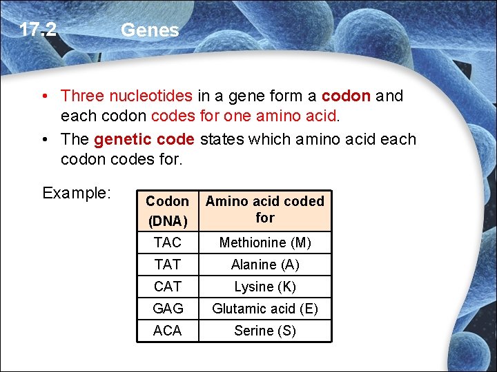 17. 2 Genes • Three nucleotides in a gene form a codon and each 17. 2 Genes • Three nucleotides in a gene form a codon and each