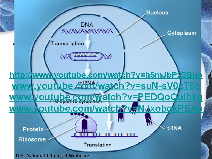 • How are proteins made? http: //www. youtube. com/watch? v=h 5 m. Jb. • How are proteins made? http: //www. youtube. com/watch? v=h 5 m. Jb.