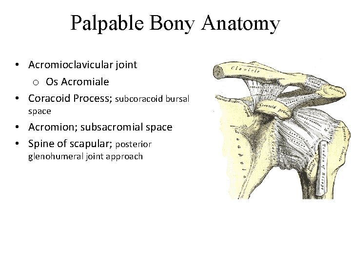 Palpable Bony Anatomy • Acromioclavicular joint o Os Acromiale • Coracoid Process; subcoracoid bursal