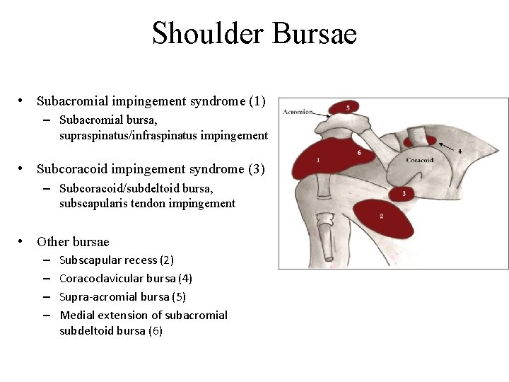 Shoulder Bursae • Subacromial impingement syndrome (1) – Subacromial bursa, supraspinatus/infraspinatus impingement • Subcoracoid