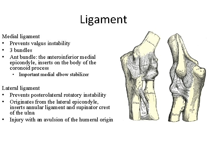Ligament Medial ligament • Prevents valgus instability • 3 bundles • Ant bundle: the