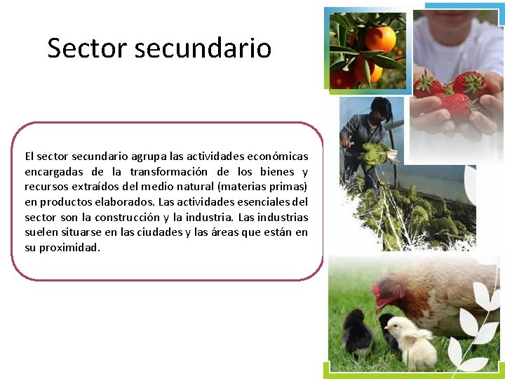 Sector secundario El sector secundario agrupa las actividades económicas encargadas de la transformación de