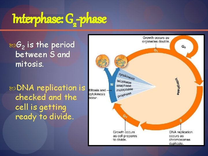 Interphase: G 2 -phase G 2 is the period between S and mitosis. DNA