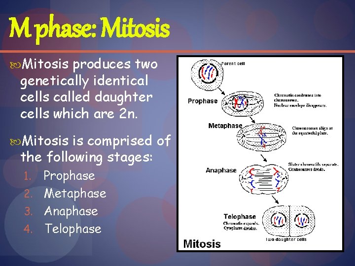 M phase: Mitosis produces two genetically identical cells called daughter cells which are 2