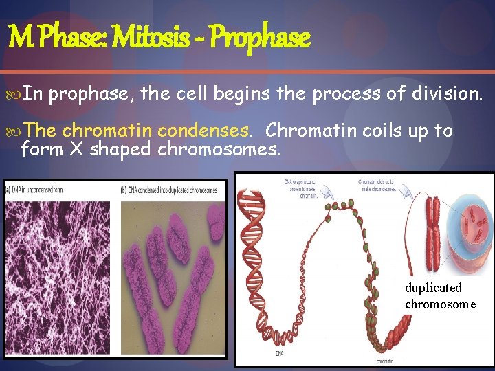 M Phase: Mitosis - Prophase In prophase, the cell begins the process of division.