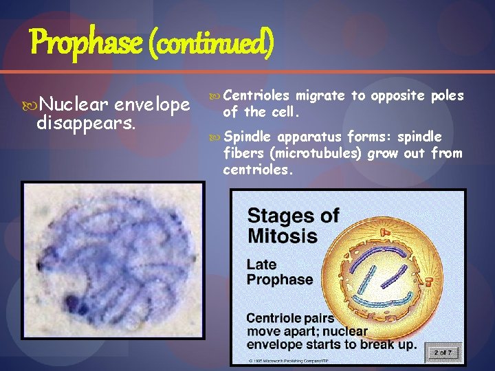 Prophase (continued) Nuclear envelope disappears. Centrioles migrate to opposite poles of the cell. Spindle