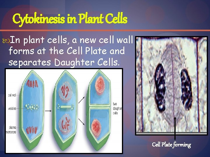 Cytokinesis in Plant Cells In plant cells, a new cell wall forms at the