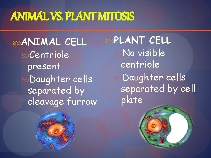 ANIMAL VS. PLANT MITOSIS ANIMAL CELL Centriole present Daughter cells separated by cleavage furrow