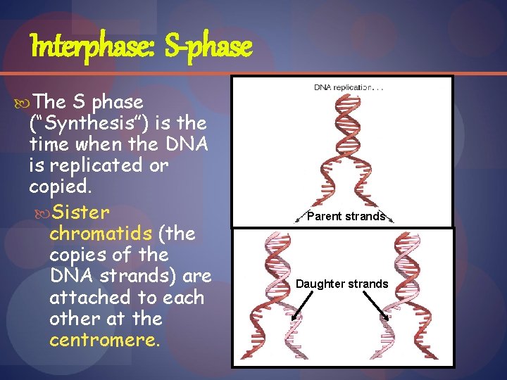 Interphase: S-phase The S phase (“Synthesis”) is the time when the DNA is replicated