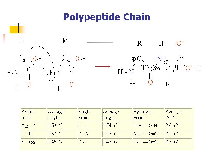 Polypeptide Chain 