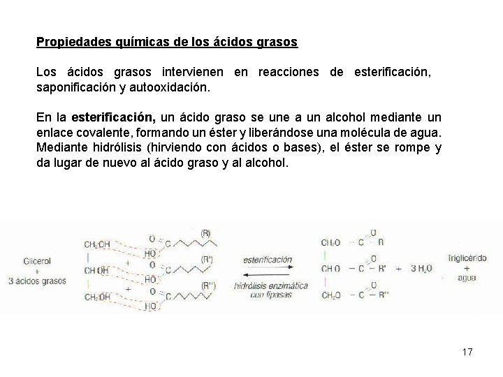 Propiedades químicas de los ácidos grasos Los ácidos grasos intervienen en reacciones de esterificación,