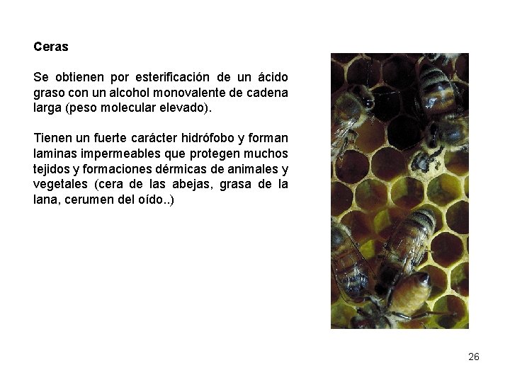 Ceras Se obtienen por esterificación de un ácido graso con un alcohol monovalente de