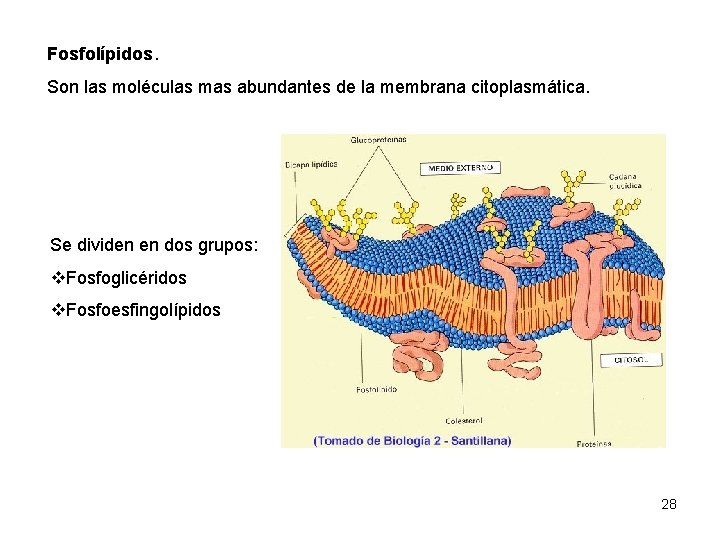 Fosfolípidos. Son las moléculas mas abundantes de la membrana citoplasmática. Se dividen en dos