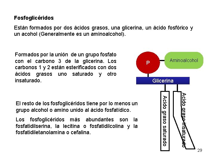 Fosfoglicéridos Están formados por dos ácidos grasos, una glicerina, un ácido fosfórico y un