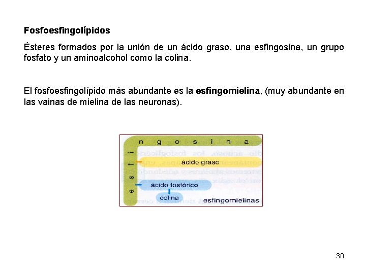 Fosfoesfingolípidos Ésteres formados por la unión de un ácido graso, una esfingosina, un grupo