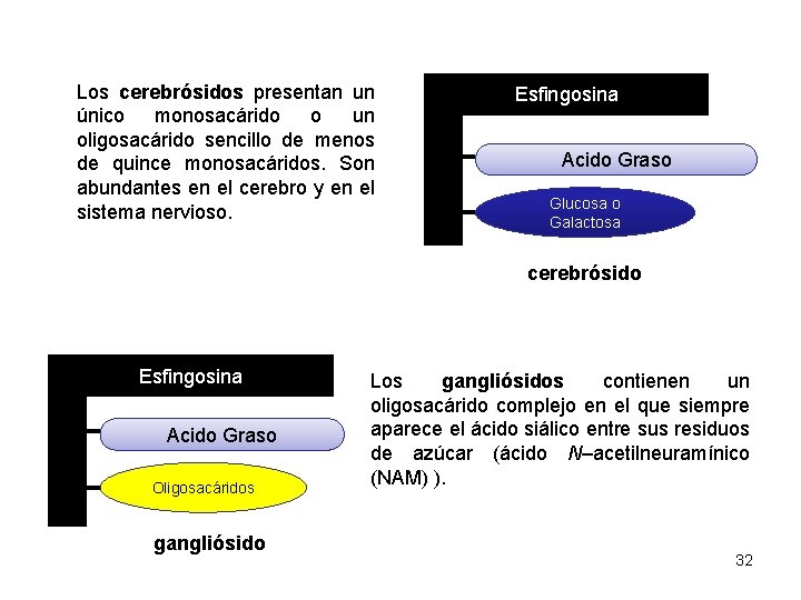 Los cerebrósidos presentan un único monosacárido o un oligosacárido sencillo de menos de quince