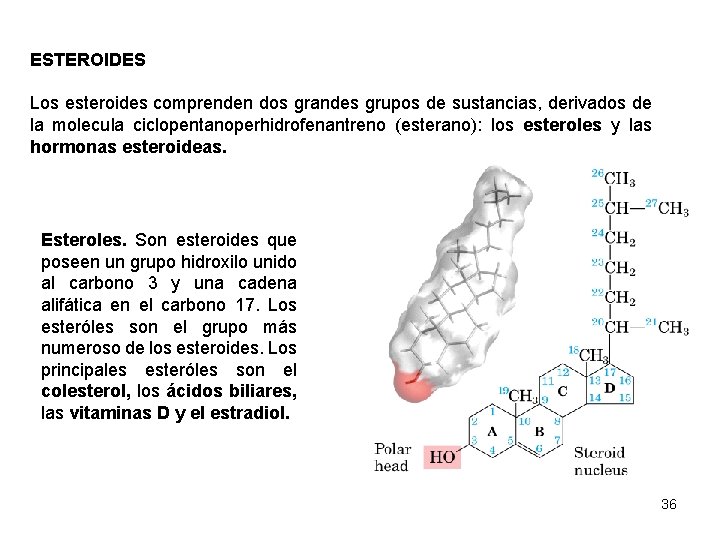 ESTEROIDES Los esteroides comprenden dos grandes grupos de sustancias, derivados de la molecula ciclopentanoperhidrofenantreno