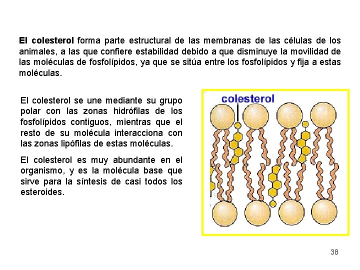 El colesterol forma parte estructural de las membranas de las células de los animales,