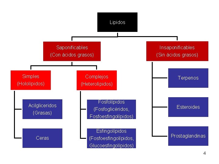 Lipidos Saponificables Insaponificables (Con ácidos grasos) (Sin ácidos grasos) Simples Complejos (Hololípidos) (Heterolípidos) Acilgliceridos