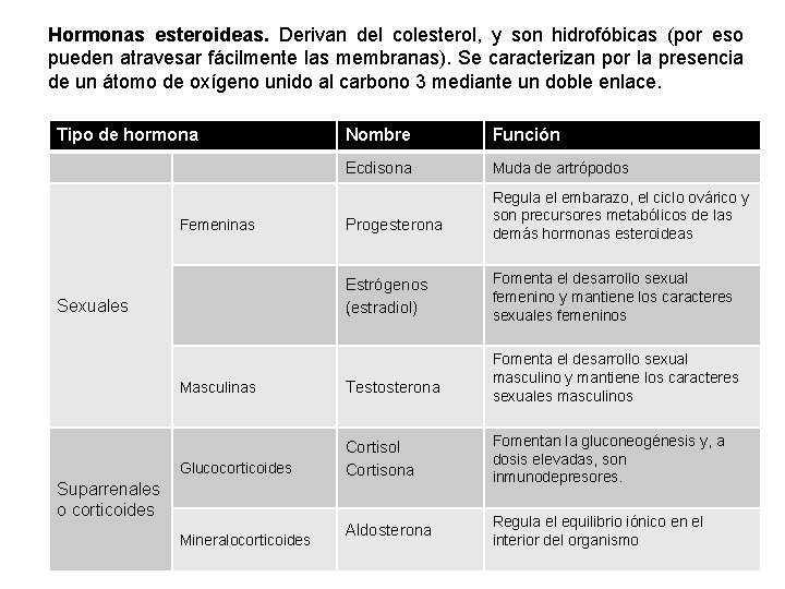 Hormonas esteroideas. Derivan del colesterol, y son hidrofóbicas (por eso pueden atravesar fácilmente las