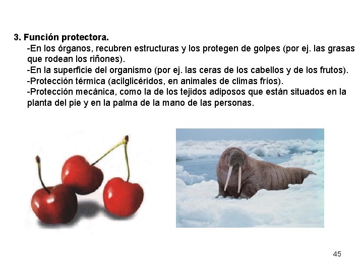 3. Función protectora. -En los órganos, recubren estructuras y los protegen de golpes (por
