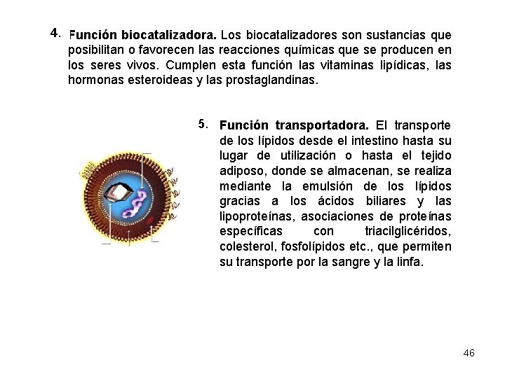4. Función biocatalizadora. Los biocatalizadores son sustancias que 3. posibilitan o favorecen las reacciones