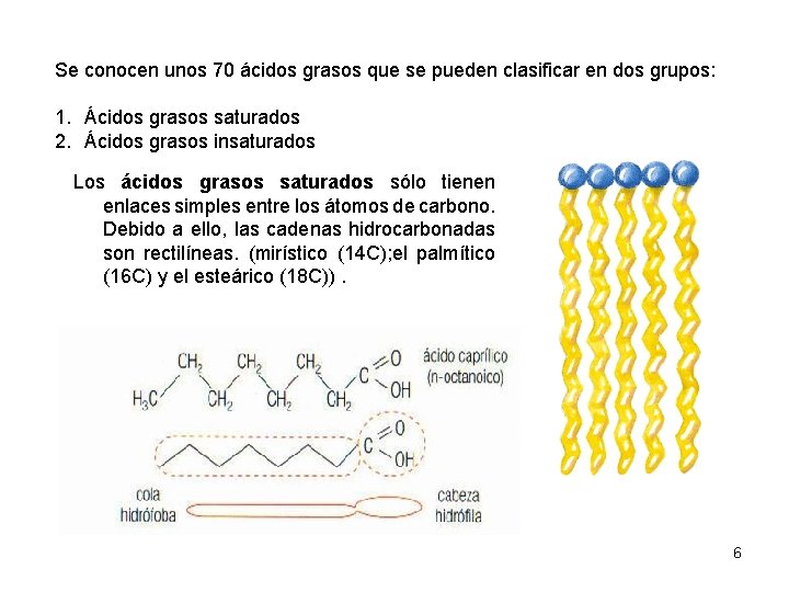 Se conocen unos 70 ácidos grasos que se pueden clasificar en dos grupos: 1.