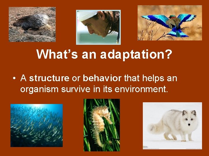 What’s an adaptation? • A structure or behavior that helps an organism survive in