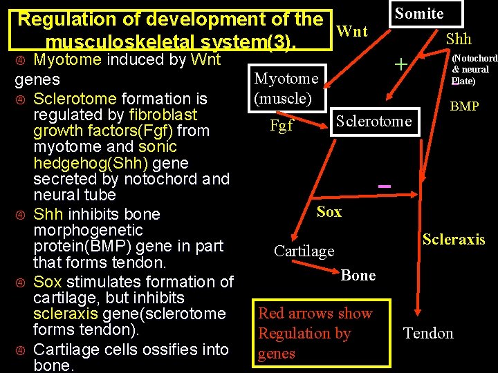 Regulation of development of the Wnt musculoskeletal system(3). Myotome induced by Wnt genes Sclerotome
