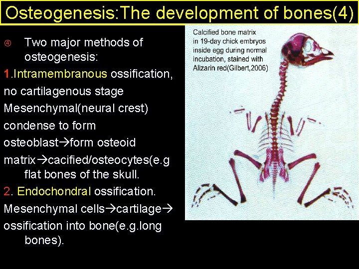 Osteogenesis: The development of bones(4) Two major methods of osteogenesis: 1. Intramembranous ossification, no