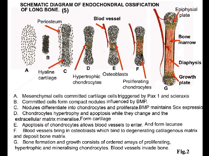 (5) Fig. 2 