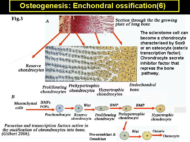 Osteogenesis: Enchondral ossification(6) Fig. 3 The sclerotome cell can become a chondrocyte characterised by