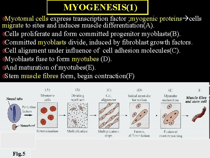 MYOGENESIS(1) Myotomal cells express transcription factor ; myogenic proteins cells migrate to sites and