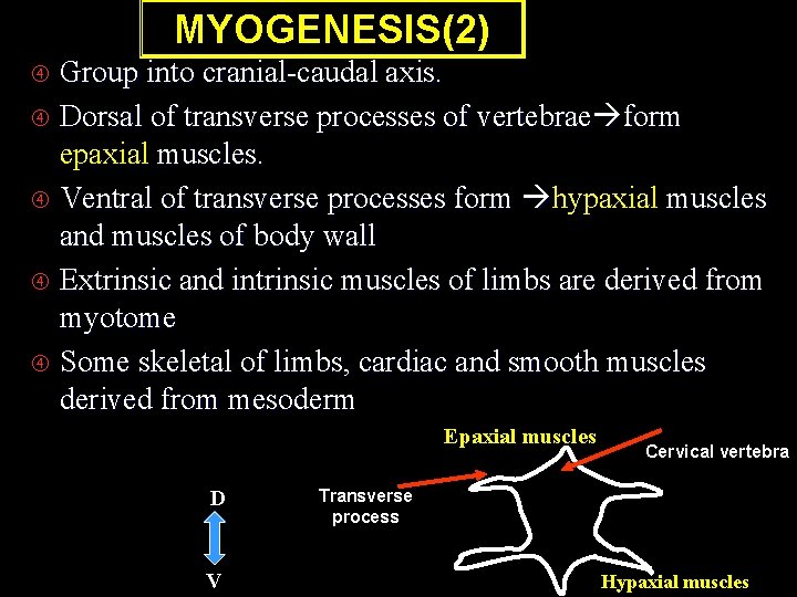 MYOGENESIS(2) Group into cranial-caudal axis. Dorsal of transverse processes of vertebrae form epaxial muscles.
