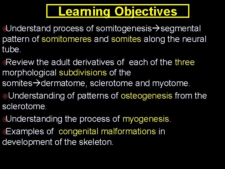 Learning Objectives Understand process of somitogenesis segmental pattern of somitomeres and somites along the