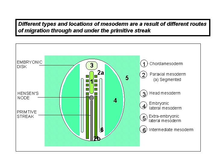 FORMATION OF THE MAMMALIAN GASTRULA - 7 Different types and locations of mesoderm are