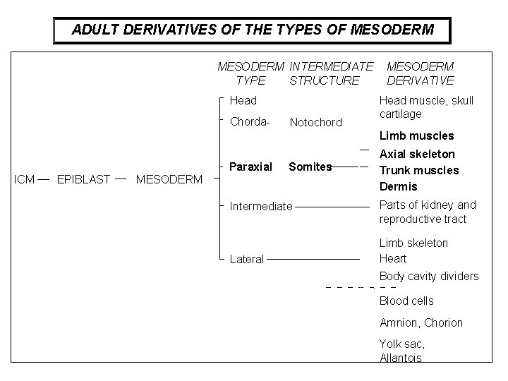 ADULT DERIVATIVES OF THE TYPES OF MESODERM INTERMEDIATE TYPE STRUCTURE Head Chorda- Notochord MESODERM