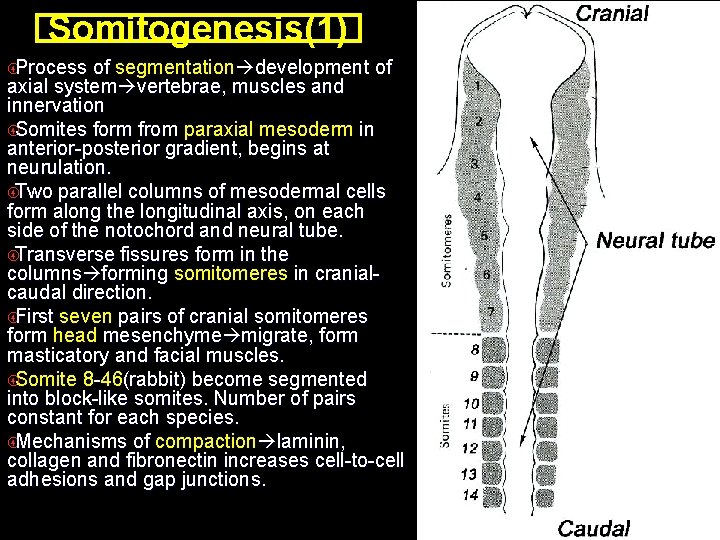 Somitogenesis(1) Process of segmentation development of axial system vertebrae, muscles and innervation Somites form