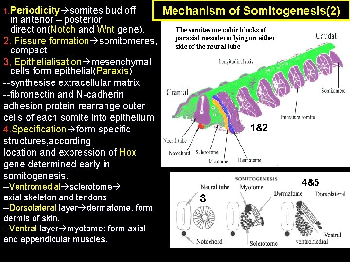 1. Periodicity somites bud off in anterior – posterior direction(Notch and Wnt gene). direction(