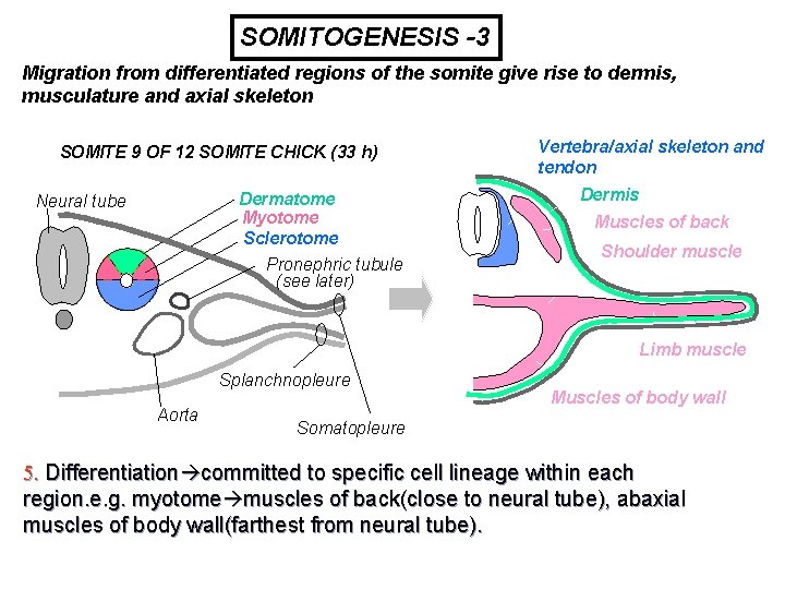 SOMITOGENESIS -3 Migration from differentiated regions of the somite give rise to dermis, musculature