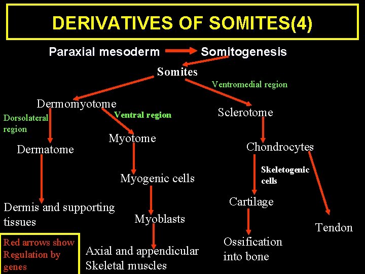 DERIVATIVES OF SOMITES(4) Paraxial mesoderm Somitogenesis Somites Ventromedial region Dermomyotome Dorsolateral region Dermatome Ventral