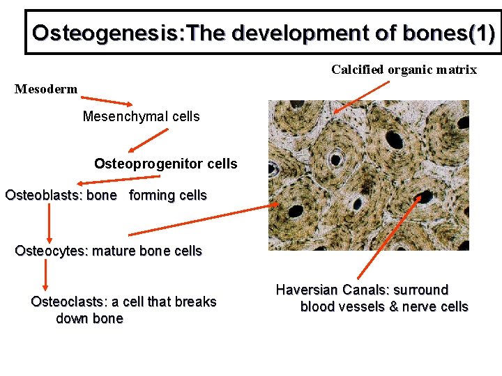 Osteogenesis: The development of bones(1) Calcified organic matrix Mesoderm Mesenchymal cells Osteoprogenitor cells Osteoblasts: