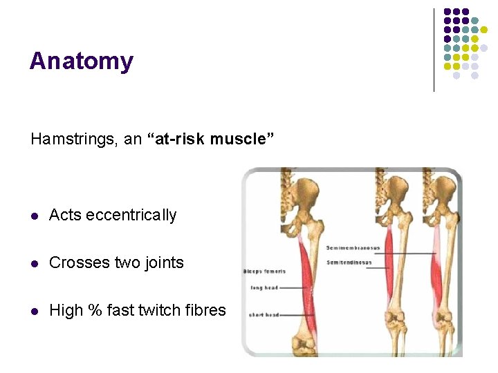 Anatomy Hamstrings, an “at-risk muscle” l Acts eccentrically l Crosses two joints l High