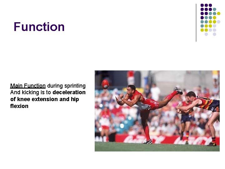 Function Main Function during sprinting And kicking is to deceleration of knee extension and