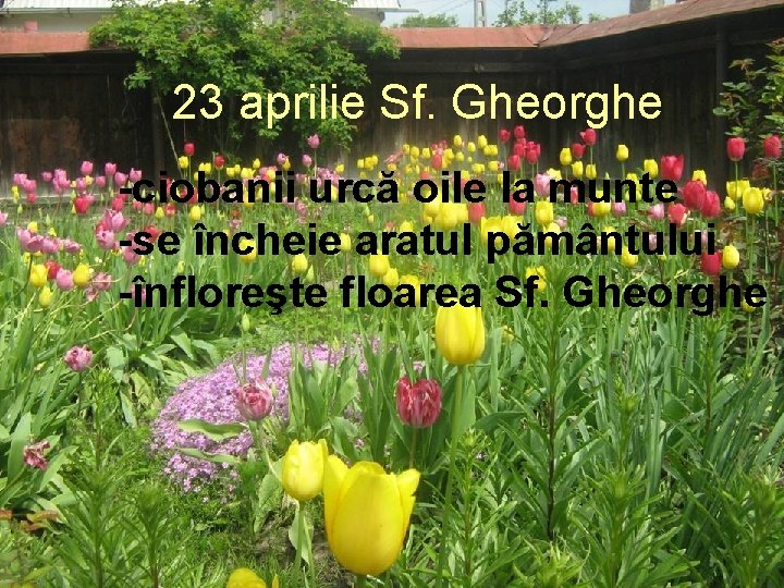 23 aprilie Sf. Gheorghe -ciobanii urcă oile la munte -se încheie aratul pământului -înfloreşte